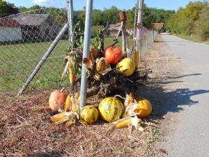 Najlepše urejena domačija na temo jesen in buče 6